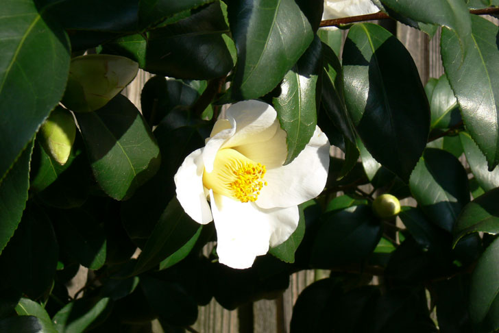 萩の花「つばき」